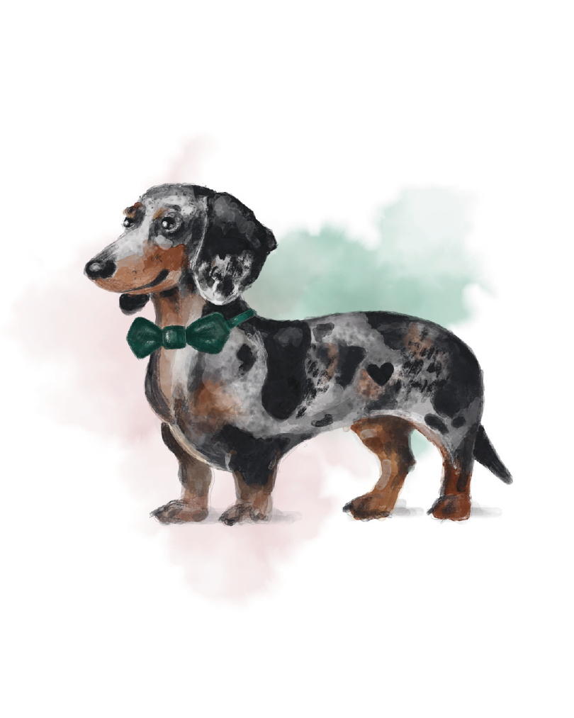 Ilustrowany jamnik w muchy z serduszkami na futrze – portret.